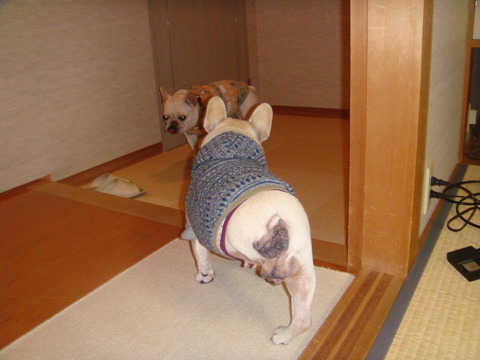 どこいくの~?