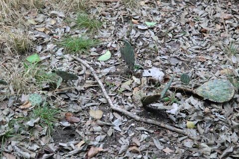 Walnut creek metropolitan park 0304 003
