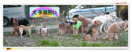 anigif