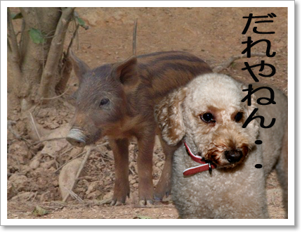 ウリボウ