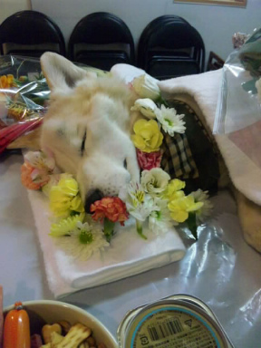 SH3D00020001