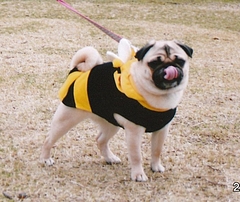かるびちゃん