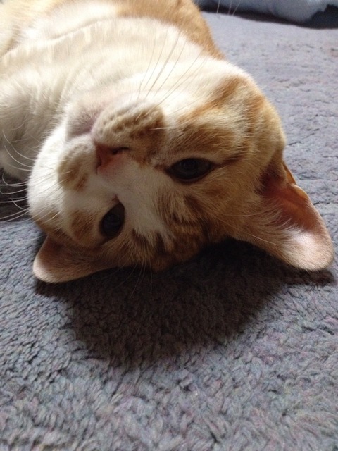 大福顔