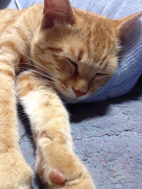 ぐっすりのふり