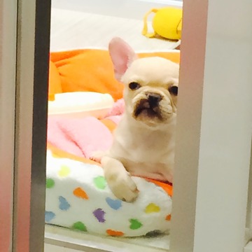 プー吉 パピー2
