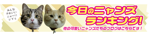 今日のニャンズランキング