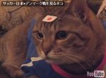 ネコ