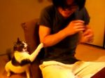 さしみさん