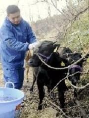 20110331菅野君と子牛
