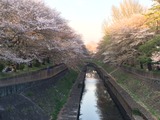 20170415善福寺川