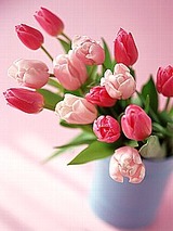 tulip2