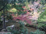 20171104宮島紅葉谷3