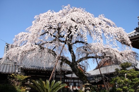 しだれ桜