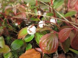 siratamanoki