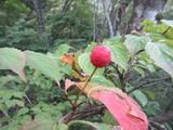 yamabousi