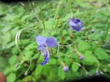 kariganesou