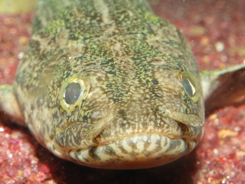 RSCN2768