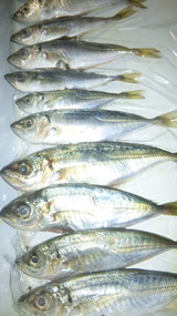 fe4094f5.jpg