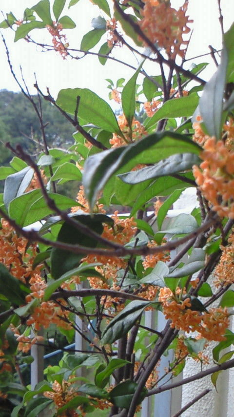 201110081559001