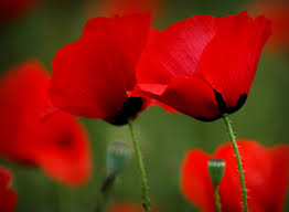 images-7