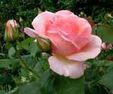fbg_Rosa_Rose_Celeste