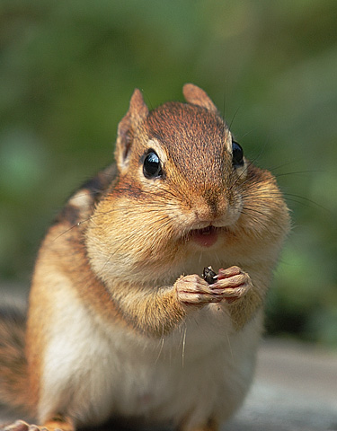 chipmunk
