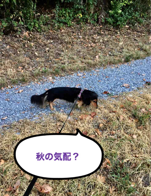 BlogPaint