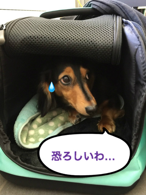 BlogPaint