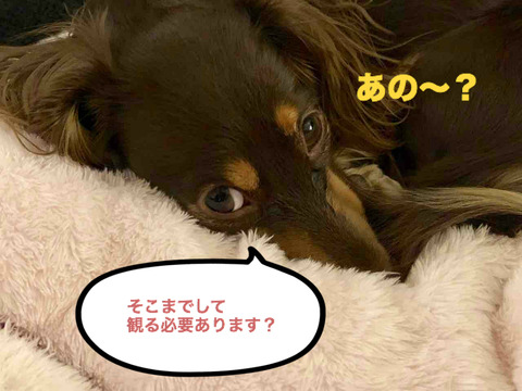 BlogPaint