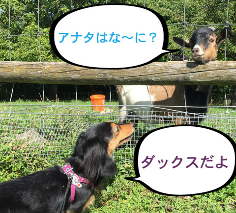 BlogPaint