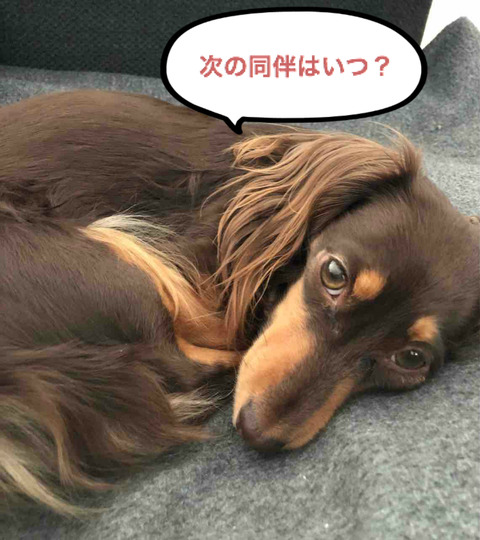 BlogPaint