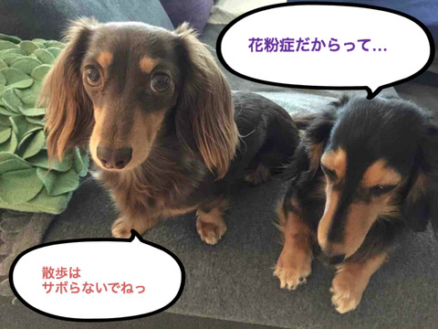 BlogPaint