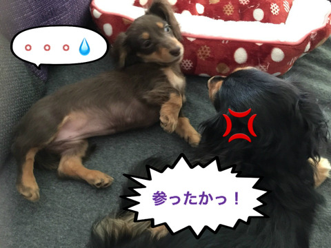 BlogPaint
