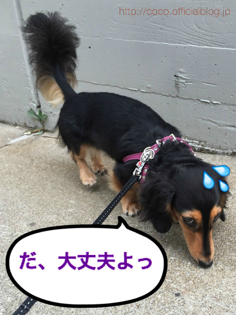 BlogPaint