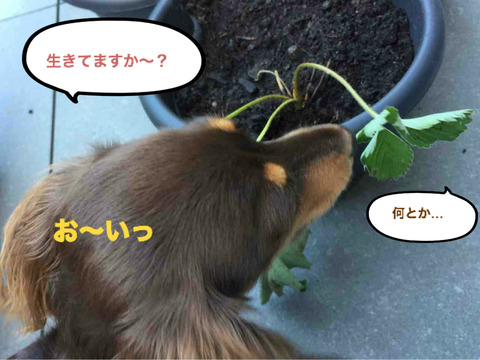 BlogPaint