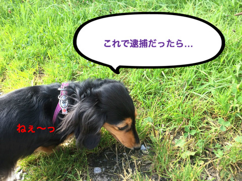 BlogPaint