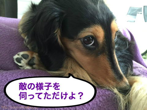 BlogPaint