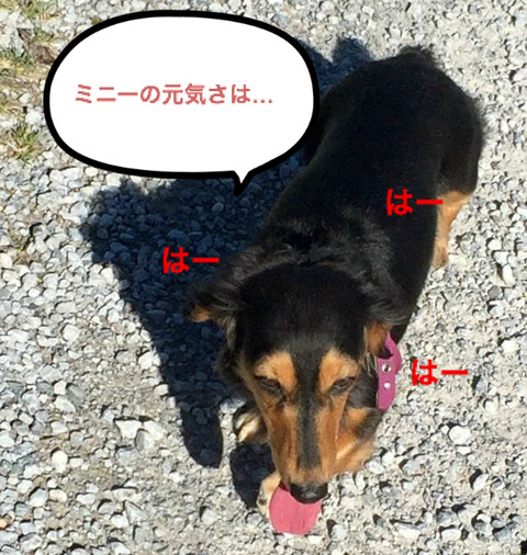 BlogPaint
