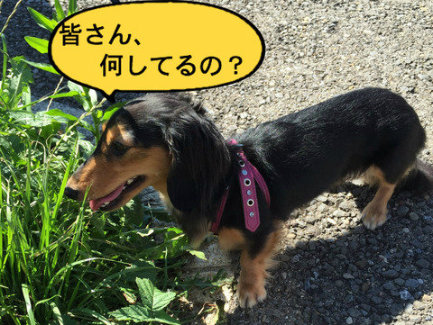 BlogPaint