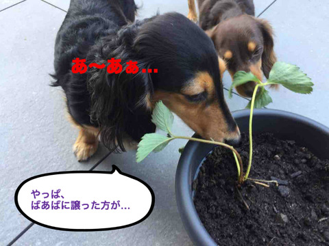 BlogPaint
