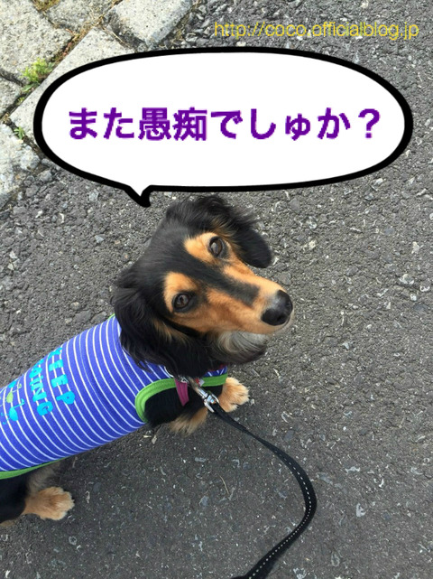 BlogPaint