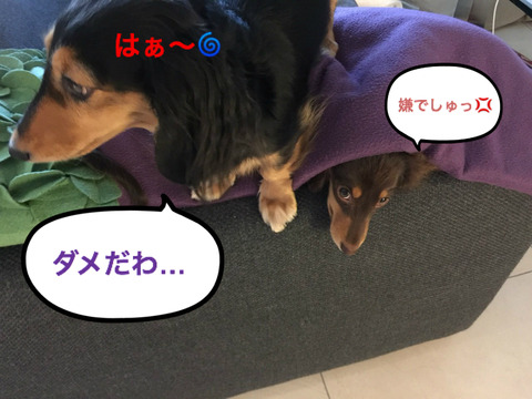 BlogPaint