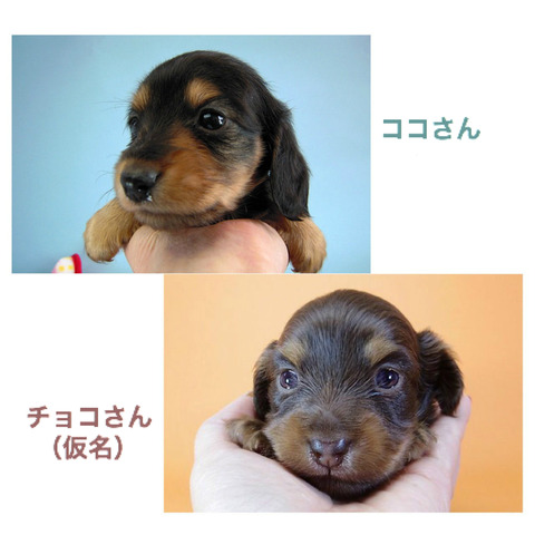 BlogPaint