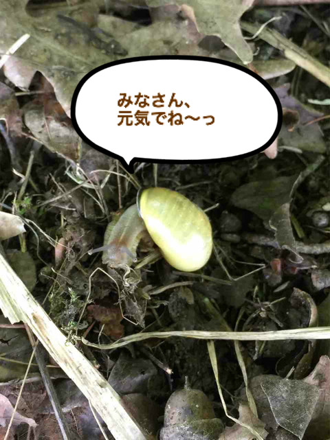 BlogPaint
