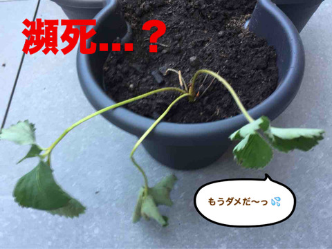 BlogPaint