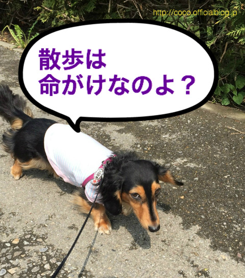 BlogPaint
