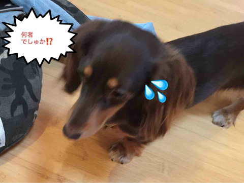 BlogPaint