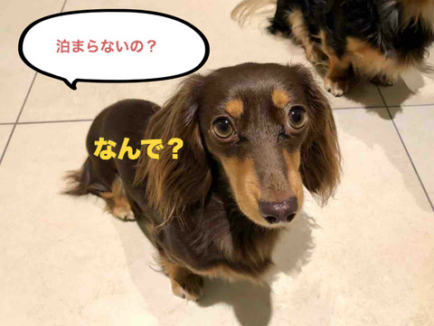 BlogPaint