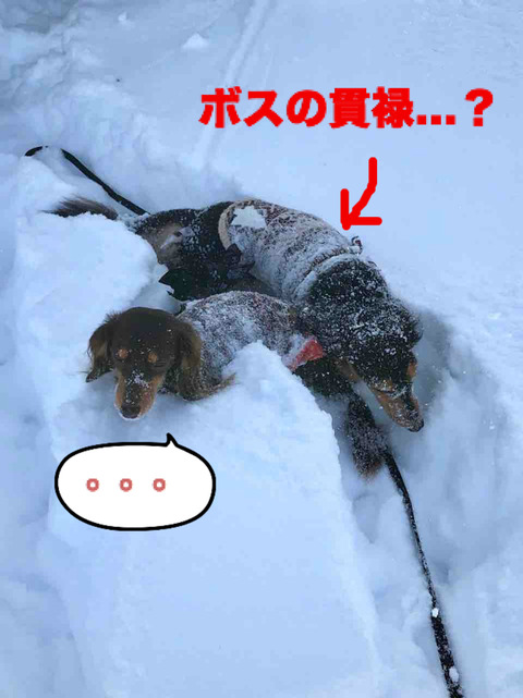 BlogPaint