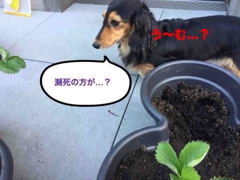 BlogPaint